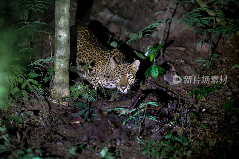 动物:成年雌豹(Panthera pardus)。